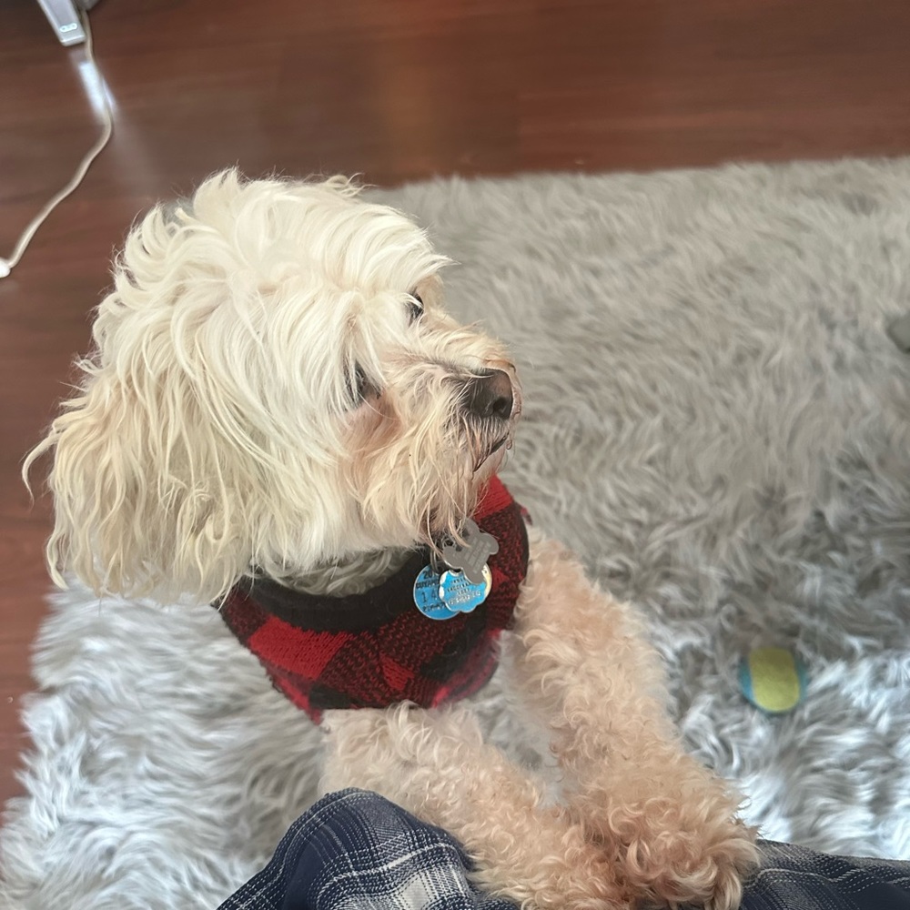 Meet your Posher, Brooklaun